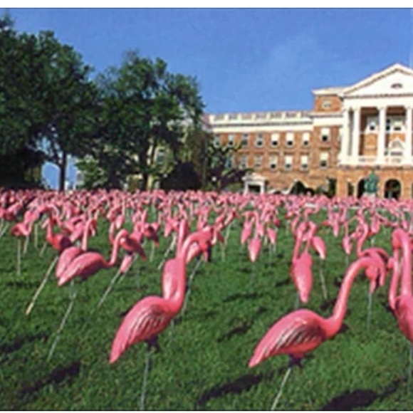 Pretty Firm on Price! University of Wisconsin Madison Forward FC Flamingo Scarf - Picture 2 of 8